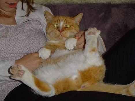 Blanding af racer Pussi **død** - Han plejer ikke at ville ligge sådan men der kan jo være undtagelser ;) billede 6