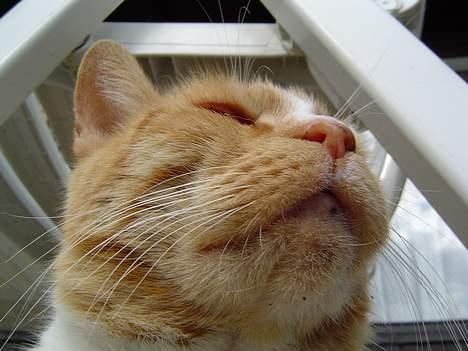 Blanding af racer Pussi **død** - Han kigger op på den store hvide verden billede 7