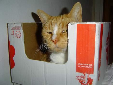 Blanding af racer Pussi **død** - Pussi elsker kasser og her er beviset billede 8