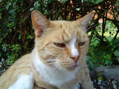 Blanding af racer Pussi **død** - Han nyder solen ude ved vores indkørsel billede 9