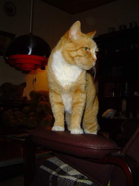 Blanding af racer Pussi **død** - Han står på stolen og ser ned på undersåtterne billede 10