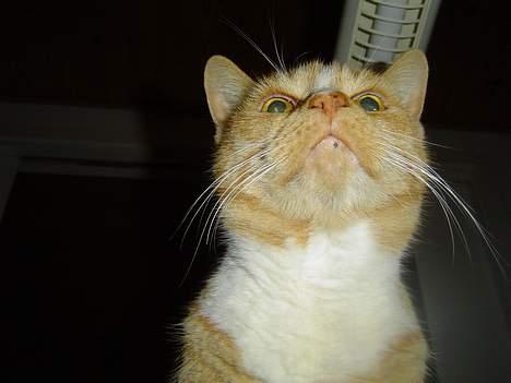 Blanding af racer Pussi **død** - Han kigger op, da der er noget spændende billede 11