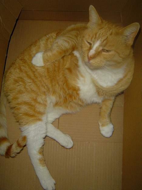 Blanding af racer Pussi **død** - Han er igang med badet da jeg kommer og forstyrrer billede 12