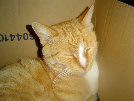 Blanding af racer Pussi **død** - Læner sig op ad en af sine mange kasser billede 13