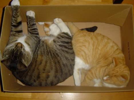Blanding af racer Pussi **død** - Her ligger han sammen med min anden kat Simba og bliver lidt mast... billede 14