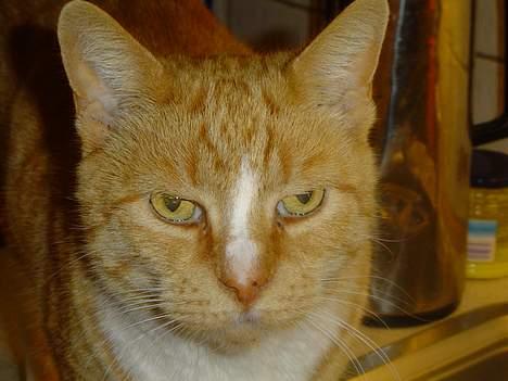 Blanding af racer Pussi **død** - Er jeg ikke bare dejlig, spørger han uskyldigt :p billede 15