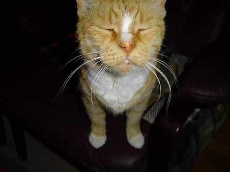 Blanding af racer Pussi **død** - Ihh den blis blænder....syntes Pussi nok billede 16