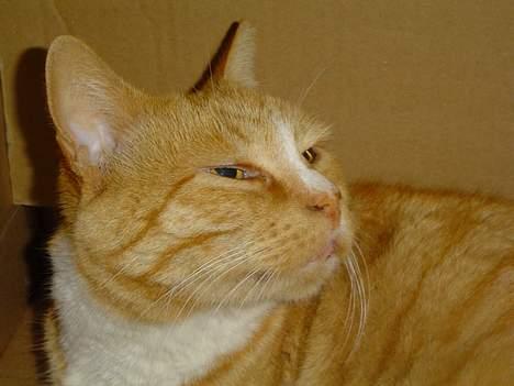 Blanding af racer Pussi **død** - Kigger drømmende i sin Bolig billede 17