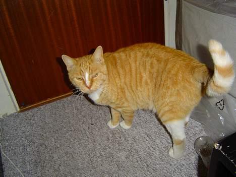 Blanding af racer Pussi **død** - Hva´ er det ikke mad tid nu ?? spørger Pussi om... billede 18