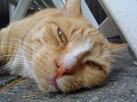 Blanding af racer Pussi **død** - Er det allerede morgen, spørger en søvnig kat om... billede 19