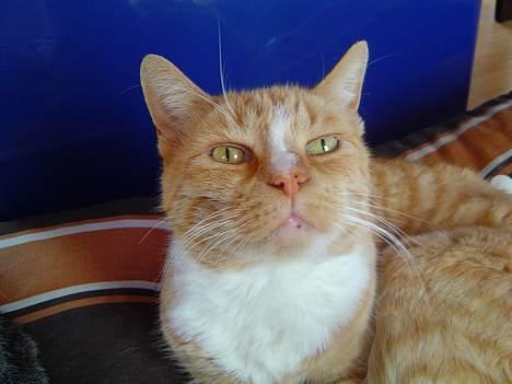 Blanding af racer Pussi **død** - Pussi lugter efter noget godt... billede 20