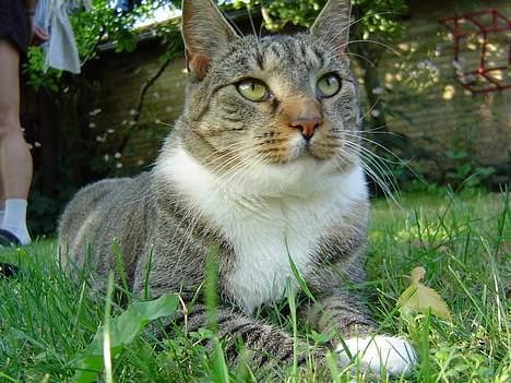 Blanding af racer Simba - Han ser op på vejret og nyder det gode vejr billede 1