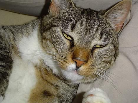 Blanding af racer Simba - Hva! hvem vækkede mig...gaab billede 2