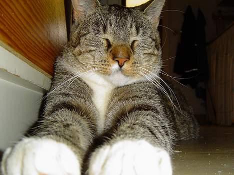 Blanding af racer Simba - Buffalo Simba billede 3