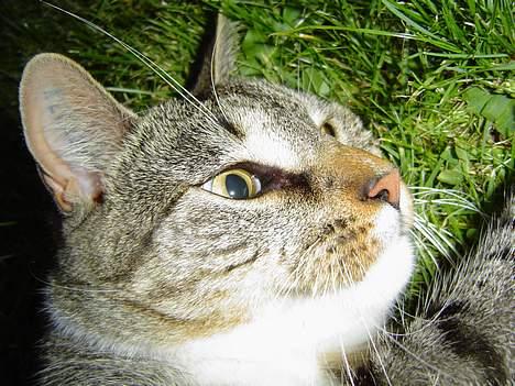 Blanding af racer Simba - Nåhh søde øjne... billede 4