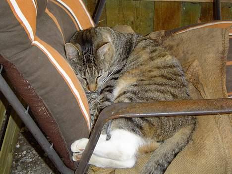 Blanding af racer Simba - han forstår at gøre sig mageligt og holde igen med sine fødder billede 5