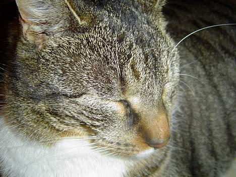 Blanding af racer Simba - Slappe af efter en hektisk dag billede 6