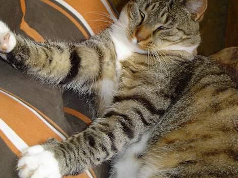 Blanding af racer Simba - Så er det strækketid billede 7