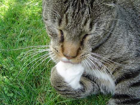 Blanding af racer Simba - Skal lige slikke madpoten ren... billede 8