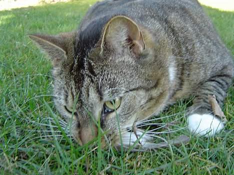 Blanding af racer Simba - Ja her er han så ved at fortære sit bytte...stakkels fugl... billede 9