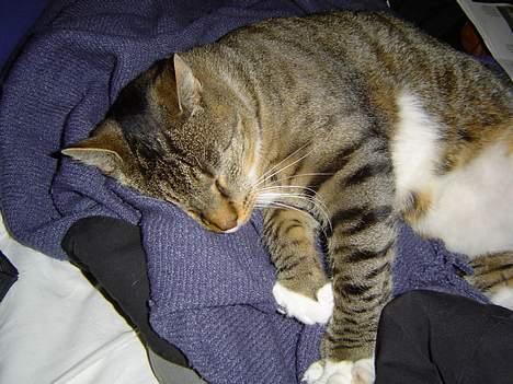 Blanding af racer Simba - Han elsker at sove inde hos min bror billede 10