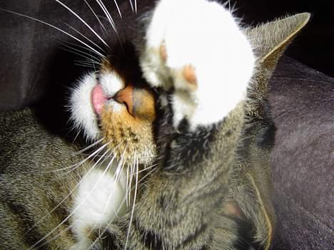 Blanding af racer Simba - "nu kan du ikke se mig" billede 11