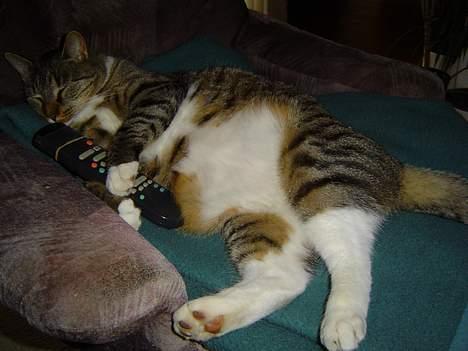 Blanding af racer Simba - Den store krop :p billede 12