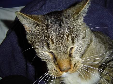 Blanding af racer Simba - Er ved at lægge an til et GAAB billede 13