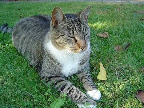 Blanding af racer Simba - Se hvor uskyldig han ligger der... billede 14