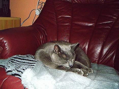 Huskat Memse   (Død) - Sove er godt billede 1