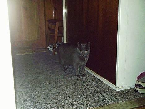 Huskat Memse   (Død) - Hvad er det, første gang hun så lille killing Belle billede 2