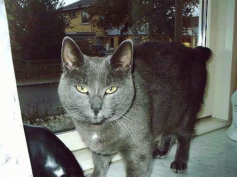 Huskat Memse   (Død) - Hvad laver du nu, altså de mennesker billede 3