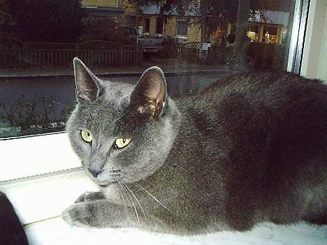 Huskat Memse   (Død) - Jeg er genert billede 4