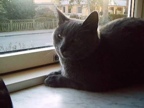 Huskat Memse   (Død) - Fine mig. billede 5