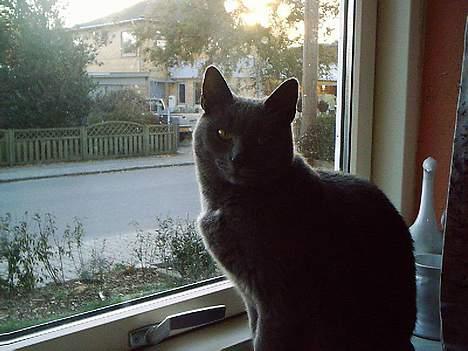 Huskat Memse   (Død) - Se hvor pænt jeg sidder billede 6