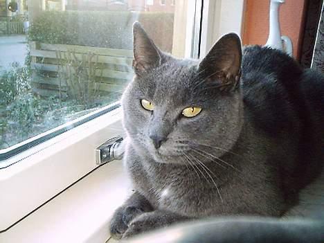 Huskat Memse   (Død) - Se en fotomodel billede 7