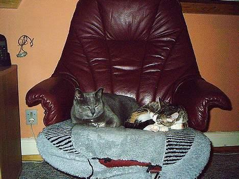Huskat Memse   (Død) - Memse sammen med min anden kat Belle billede 8