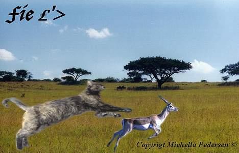 Blanding af racer Fie - fie fanger antilope ;P billede 11