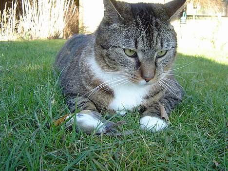 Blanding af racer Simba - Her er han så knap så uskyldig med en fugl foran sig billede 15