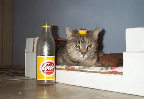Blanding af racer Nenya - Lille Cocio kat :) billede 1