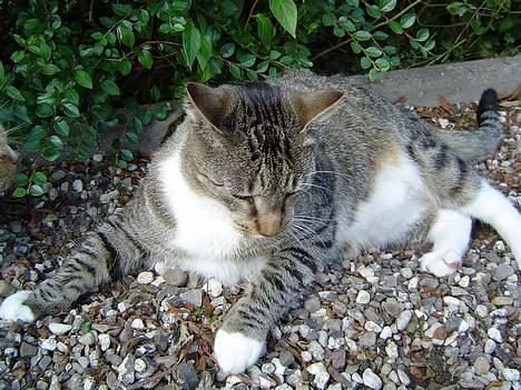 Blanding af racer Simba - "lad mig komme væk, nu bliver der taget billeder igen" billede 16