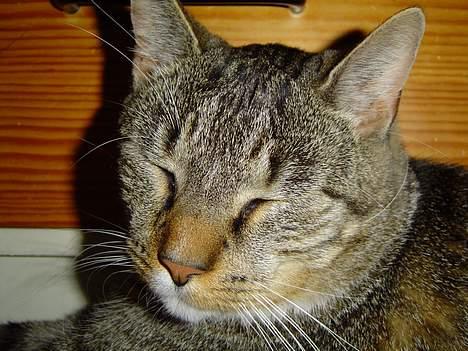 Blanding af racer Simba - "jeg ved da godt jeg er smuk" billede 17