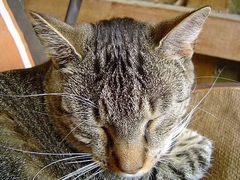 Blanding af racer Simba - Simba elsker at ligge på stolen udenfor billede 18