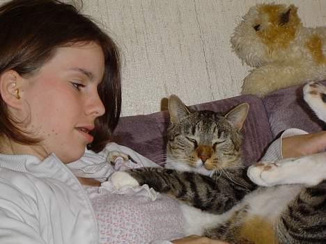 Blanding af racer Simba - "Her ligger man egentlig godt" billede 19