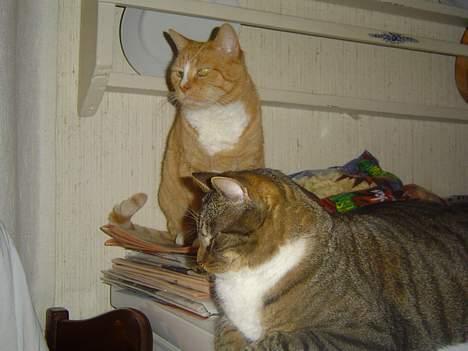 Blanding af racer Simba - Her pussi og Simba...Pussi er dog kongen ;) billede 20