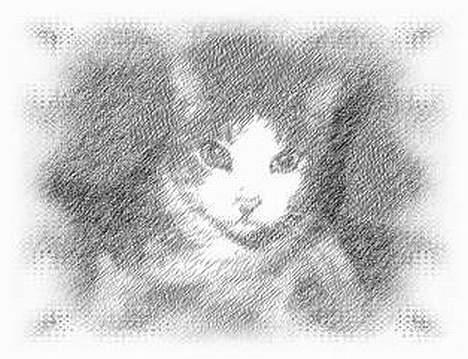 Blanding af racer Dengi( død :'( ) billede 11