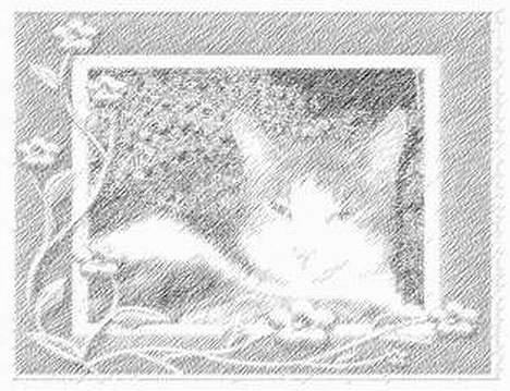 Blanding af racer Dengi( død :'( ) billede 12