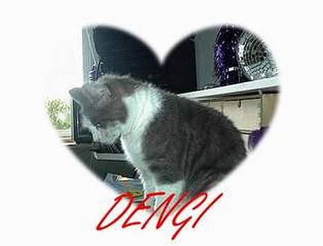 Blanding af racer Dengi( død :'( ) billede 13