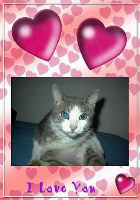 Blanding af racer Dengi( død :'( ) billede 14