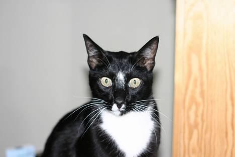 Blanding af racer Pixi - Pixi springer ! (Fotograf: Lena E) billede 15